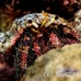 crab_hermit_shag_h_0705_png0944.jpg